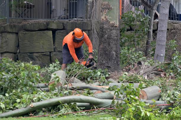 Best Tree Preservation Services  in Statham, GA