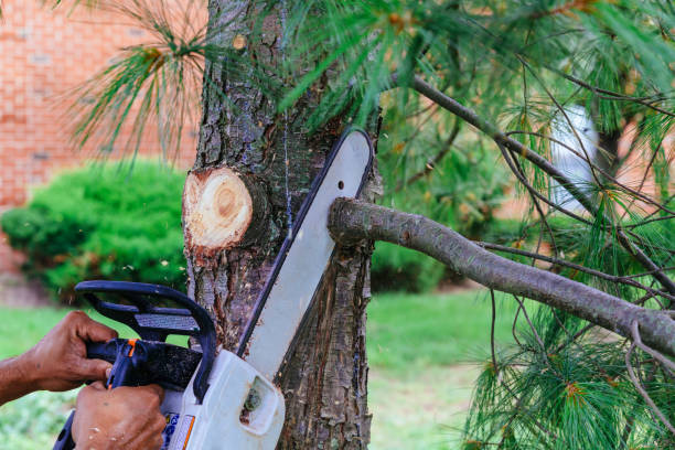 Professional Tree Removal in Statham, GA